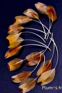 Blütenblätter aus Federn - gebleicht - 6-9 cm - creme-goldfarben